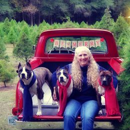 American Staffordshire Terrier All Grown Up from Aim High Kennels