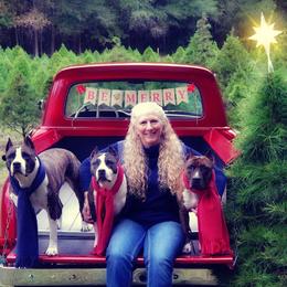 American Staffordshire Terrier All Grown Up from Aim High Kennels