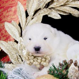 Scout - White and biscuit male Samoyed puppy in West Jordan, Utah from Rocky Mountain Samoyeds