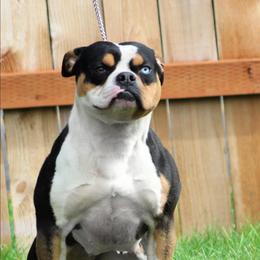 Calypso - White and black female American Bulldog puppy in Vancouver, Washington from Blackwell's American & French Bulldogs