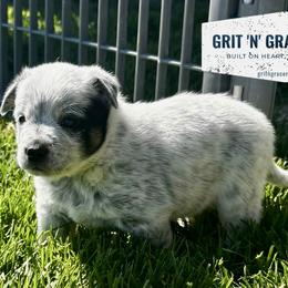 Daisy - Blue mottled female Australian Cattle Dog puppy in Atwood, Kansas from Grit ‘n’ Grace Ranch
