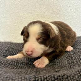 Skye - Red tri-color female Australian Shepherd puppy in Preston, Idaho from KC Bar Ranch Aussies