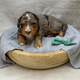 Twilight - Merle male Bernedoodle puppy in Williamson, New York from Lakeside Doodles