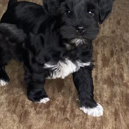 Miniature Schnauzer Puppies from Bar Diamond