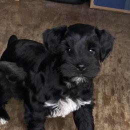 Miniature Schnauzer Puppies from Bar Diamond
