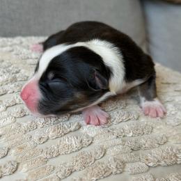 Girl 1 - Black tri-color female Australian Shepherd puppy in Oakridge, Oregon from Middle Fork Australian Shepherds