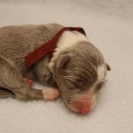 Maroon Collar - Lilac male Border Collie puppy in Courtland, Alabama from C Bar C Ranch Border Collies