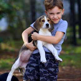 American Foxhound and American Staffordshire Terrier Puppies from Whitlow Kennel