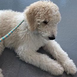 Goldendoodles from Blessed and Graced Goldendoodles of Texas