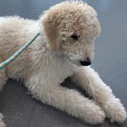 Goldendoodles from Blessed and Graced Goldendoodles of Texas