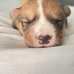 Cupid - Red and white male Cardigan Welsh Corgi puppy in Barstow, California from Caldwell’s Corgis of Southern California
