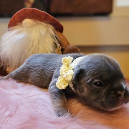 French Bulldog Puppies from Electric City Frenchies