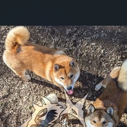 Shiba Inu from WOLFOX shiba inu