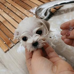 Maltese Puppies from Leona's Maltese
