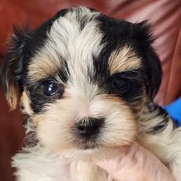 Bandit Parti boy - Black & tan tri-color male Morkie puppy in The Villages, Florida from My Precious Pups