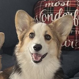 Tip - Pembroke Welsh Corgi