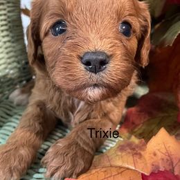 Tricia - Red Cavapoo puppy in Lebanon, Missouri from Cobbs Creek Canines