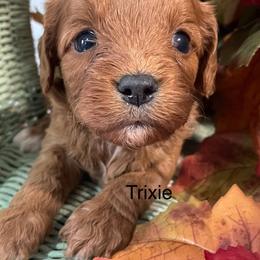 Tricia - Red Cavapoo puppy in Lebanon, Missouri from Cobbs Creek Canines