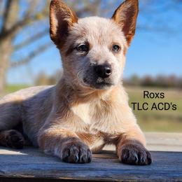 Australian Cattle Dog Puppies from TLC Cattle dogs