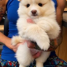 Dolly - Cream female Pomeranian puppy in Mc Henry, Illinois from Pomeranians