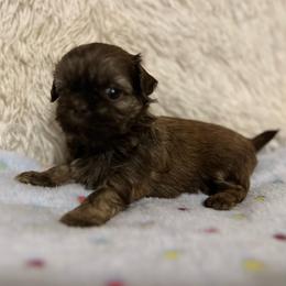 Boy 1 - Liver male Shih Tzu puppy in Tennessee from Cutshall Babies