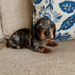 Girl 2 - Dapple female Dachshund puppy in Elizabethtown, Kentucky from Lavender and Willow Dachshunds