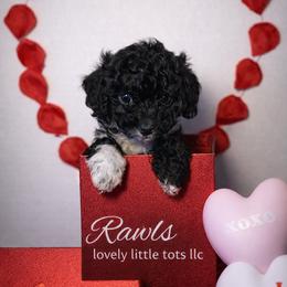 Jet - Black male Cockapoo puppy in Griffin, Georgia from Rawls Lovely Little Tots