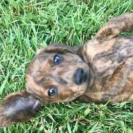 Dachshund Puppies from Hidden Haven Dachshunds