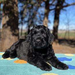 Boy 1 - Black male Black Russian Terrier puppy in Oklahoma from Ter’Avalon Kennel