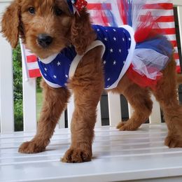 Goldendoodle Puppies from Rustic Road Doodles