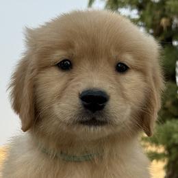 Australian Shepherds and Golden Retrievers from Windust Kennels