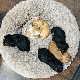 Cavalier King Charles Spaniel Puppies from Solheimar