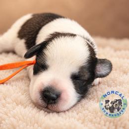 Maverick - Parti male Miniature Schnauzer puppy in Magalia, California from NorCal Schnauzers