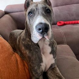 Great Dane Puppies from F&B Kennels