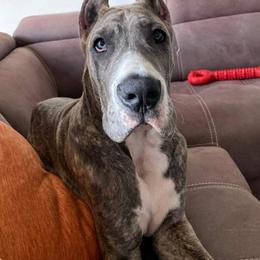 Great Dane Puppies from F&B Kennels