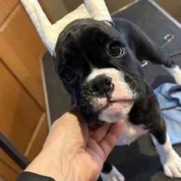 Boxer Puppies from KP Boxers