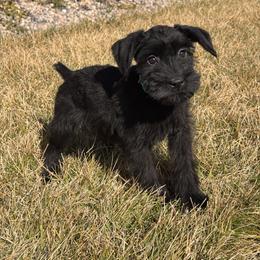 Girl 5 - Teal Collar - Black female Giant Schnauzer puppy in St George, Utah from Schnauzer Ranch