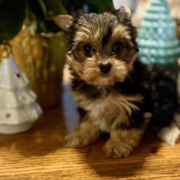 Holly - Black and tan female Yorkshire Terrier puppy in Tangipahoa County, Louisiana from Riche’ Louisiana Yorkies