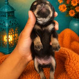 Hash brown - Blue and tan male Chihuahua puppy in Parkland, Washington from Cascades Cuties