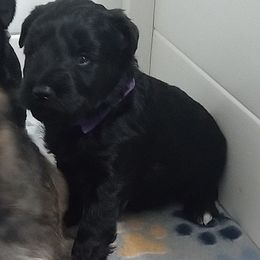 Black girl. - Black female Miniature Schnauzer puppy in Kannapolis, North Carolina from Schnauzer Affinity