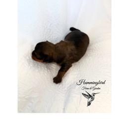 Yorkshire Terrier Puppies from Hummingbird Farm & Gardens