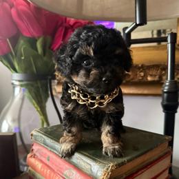 Rolex - Phantom male Poodle puppy in Taylorsville, North Carolina from SilverLining highlands and hounds