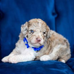 Aussiedoodle Puppies from Dani's Dandy Doodles
