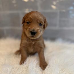 Walker - Red  male Goldendoodle puppy in Pine Grove, California from Lundee Doodles