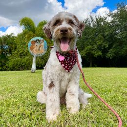 Kita - Aussiedoodle