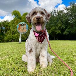 Kita - Aussiedoodle