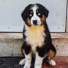 Tesla - Black tri-color female Australian Shepherd puppy in Quincy, Illinois from McMullen’s Aussies