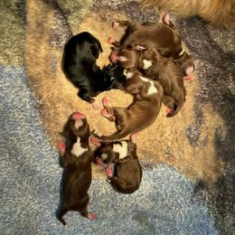Black male - Black tri male Miniature American Shepherd puppy in Tiskilwa, Illinois from First Harmony Farms
