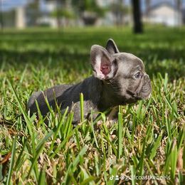 French Bulldog Puppies from Charles Frenchies