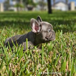 French Bulldog Puppies from Charles Frenchies
